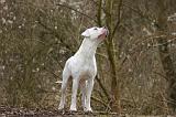 DOGUE ARGENTIN 480
